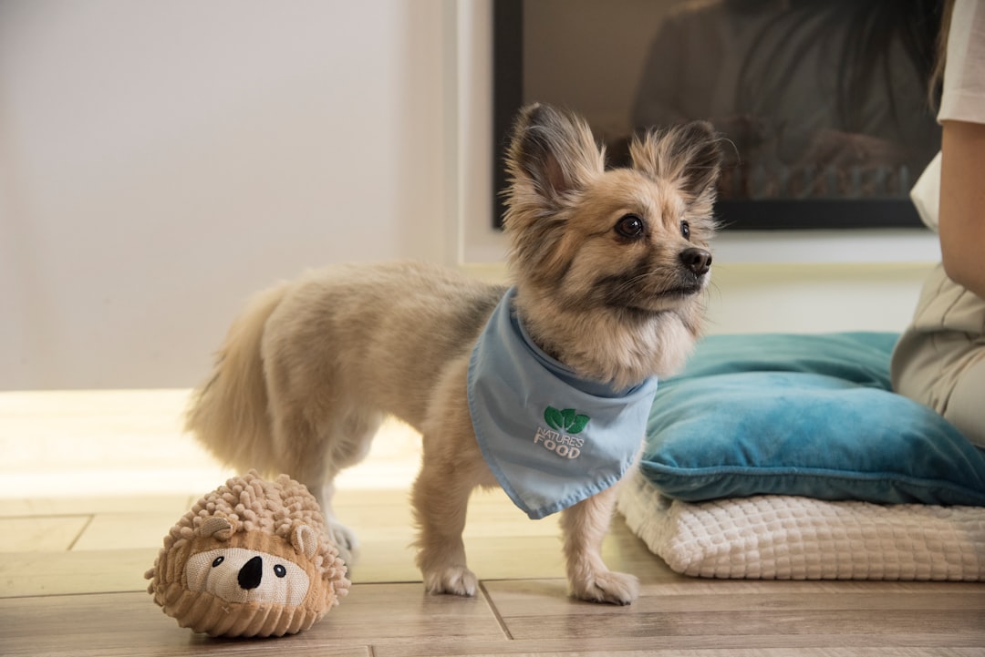 a-small-dog-standing-next-to-a-stuffed-animal-hd815-vnh-g